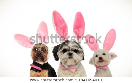 Foto d'archivio: Three Little Funny Dogs Wearing Easter Bunny Ears