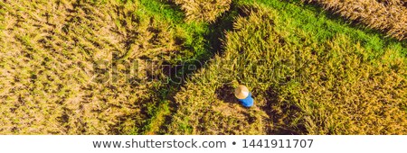 Stok fotoğraf: Photo From Drone Rice Harvesting By Local Farmers