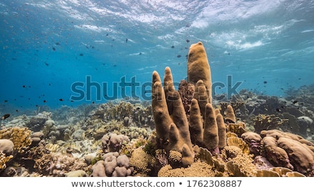 ストックフォト: Pillar Corals