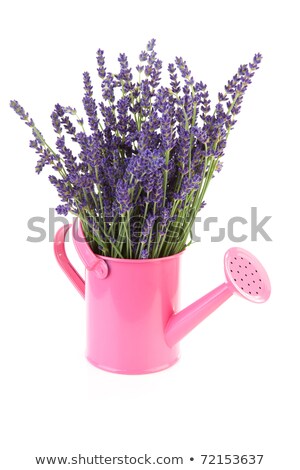 ストックフォト: Pink Watering Can With Plucked Lavender