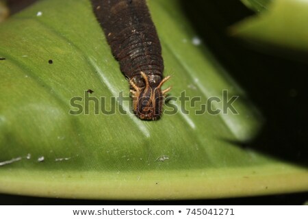 Foto stock: Owl Butterfly Caterpillar