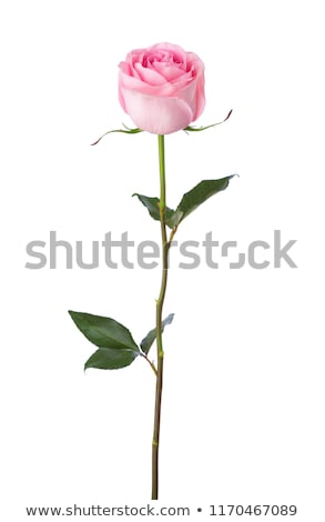 Stockfoto: Single Pink Rose