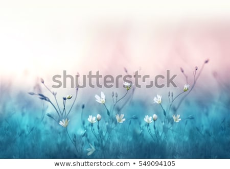 Stok fotoğraf: Spring Flowering Tree On Blue Textured Sky