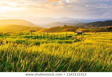 Foto stock: Paddy Field