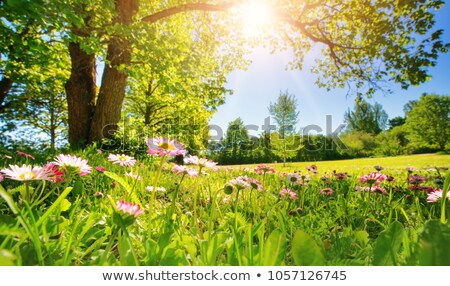 Stock fotó: Early Springtime Landscape