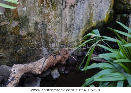 Foto stock: Lizard In A Cage In Bali Indonesia