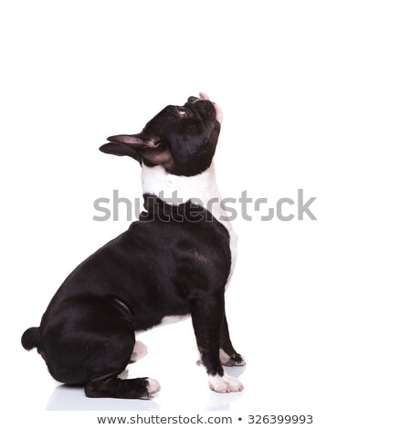 [[stock_photo]]: Side View Of A Curious French Bulldog Puppy Looking Up