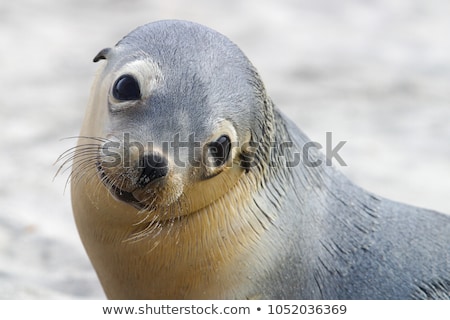 Foto stock: Australian Sea Lions Neophoca Cinerea