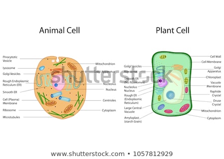 Stock fotó: Plant Cell Structure