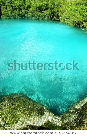 Сток-фото: Cenote Mangrove Turquoise Water Mayan Riviera