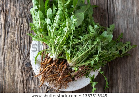 Stock photo: Whole Dandelion Plants With Roots On A Plate