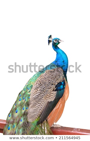 Сток-фото: Portrait Of A Beautiful And Colorful Blue Ribbon Peacock