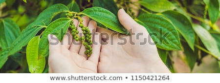 Сток-фото: Young Woman On A Black Pepper Farm In Vietnam Phu Quoc Banner Long Format