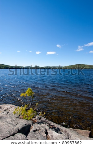 Stock fotó: Solitary Pine Tree Sapling Growing Out Of Granite