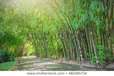 [[stock_photo]]: Serene Path Along A Dense Bamboo Grove