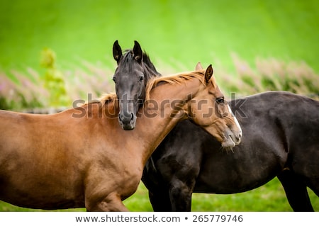 [[stock_photo]]: Young Couple With Two Horses