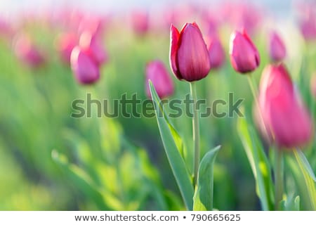 Stockfoto: Spring Field With Blooming Colorful Tulips