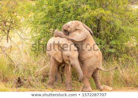 Stock photo: Elephant Loxodonta Africana