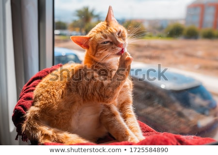 Stock foto: Red Cat Sitting At The Window