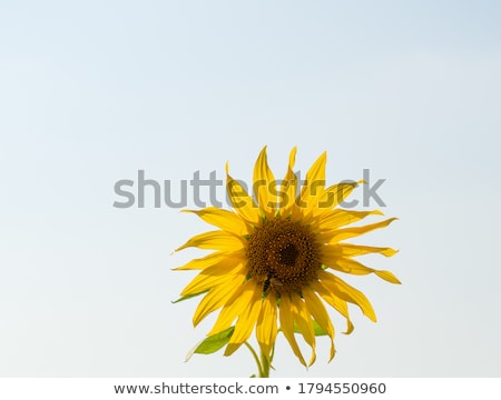 Stok fotoğraf: Sunflower And Bee