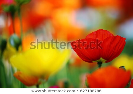 Stockfoto: Orange Poppy Flowers Bloom In Italy