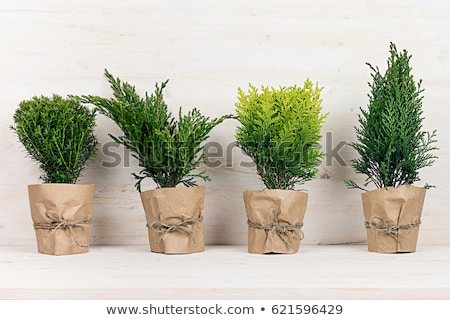 Zdjęcia stock: Home Decoration Of Different Young Green Conifer Plants In Pots With Copy Space On Beige Wood Table