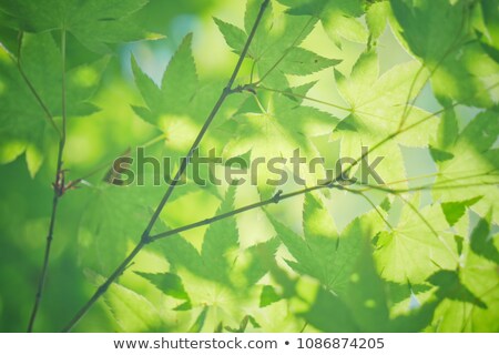 ストックフォト: Fresh Green Maple Leaves With Soft Focus