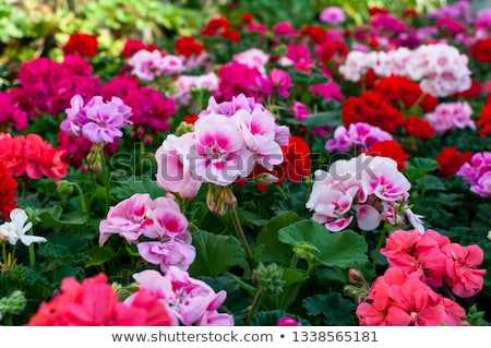 Stock photo: Geranium