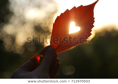 Сток-фото: Heart Of The Leaves Seasons Background