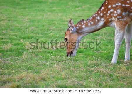 Stock photo: Fallow Deer