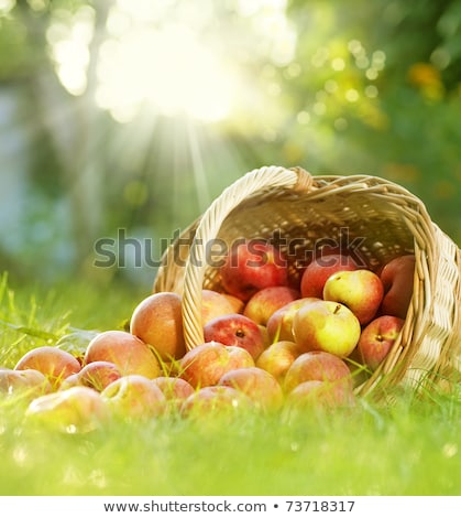 Zdjęcia stock: Autumn Juicy Organic Apples In Green Garden Grass