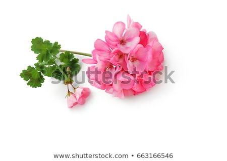 Stok fotoğraf: Geranium Flowers