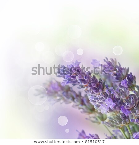 [[stock_photo]]: Lilac Over Wooden Background