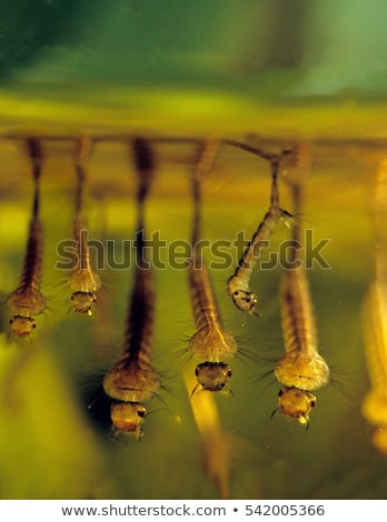 Zdjęcia stock: Mosquito Pupae And Larvae