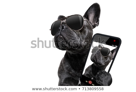 ストックフォト: French Bulldog Selfie