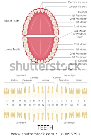 Human Dental Anatomy Imagine de stoc © stockshoppe