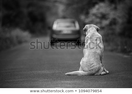 Stock foto: Abandoned Dog