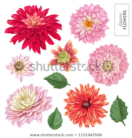 Foto stock: Chrysanthemum Flower