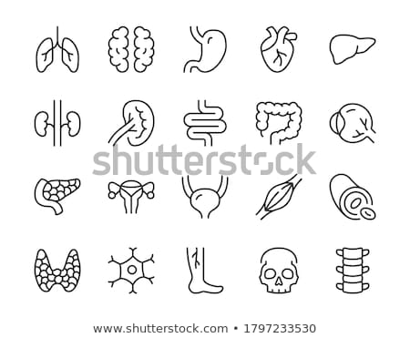 Stock photo: Urinary Bladder Line Icon