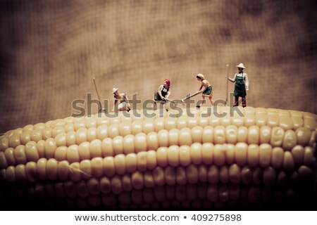 Stock foto: Happy Farmers Harvesting Corn Macro Photo