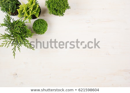 Stok fotoğraf: Modern Minimalist Composition With Border Of Conifer Plants In Pots Top View On White Wooden Board