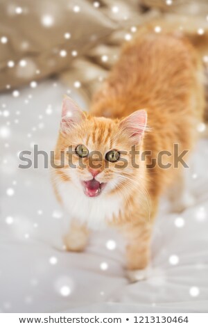 Foto stock: Red Tabby Cat Mewing In Bed At Home Over Snow