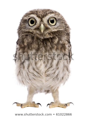 [[stock_photo]]: Young Little Owl On White Background