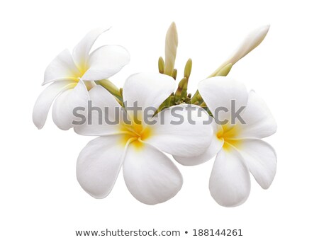 Foto stock: Frangipani Flowers Isolated At White Background