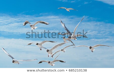 Сток-фото: Large Flock Of Seagulls