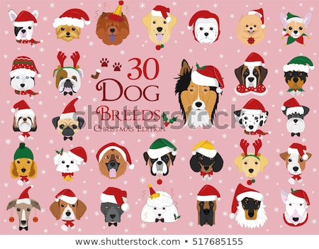 Foto stock: Rottweiler And Jack Russel Terrier