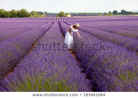 Foto d'archivio: Bouquet Of Picked Lavender