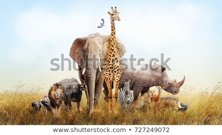 Stock fotó: Safari