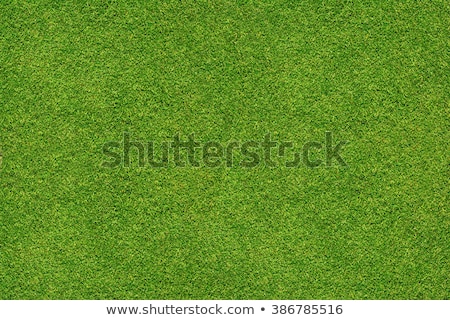 ストックフォト: Beautiful Green Grass