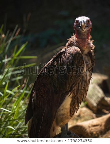 Stock photo: Lappetfaced Vulture